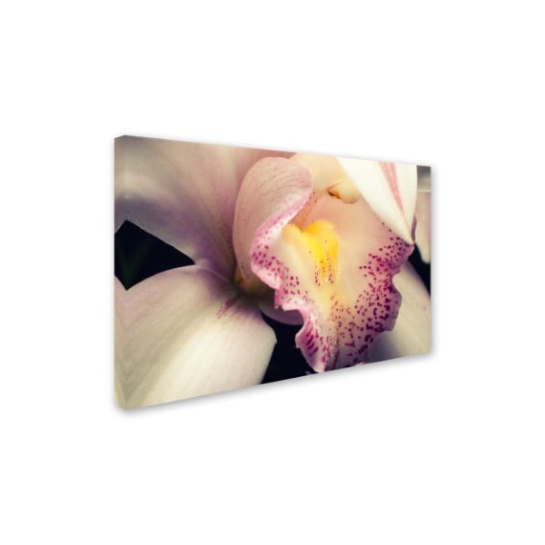 PIPA Fine Art 'Close-Up Of Orchid' Canvas Art,16x24